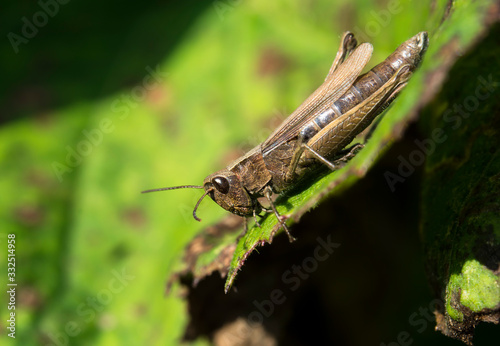 Tiny grasshopper 