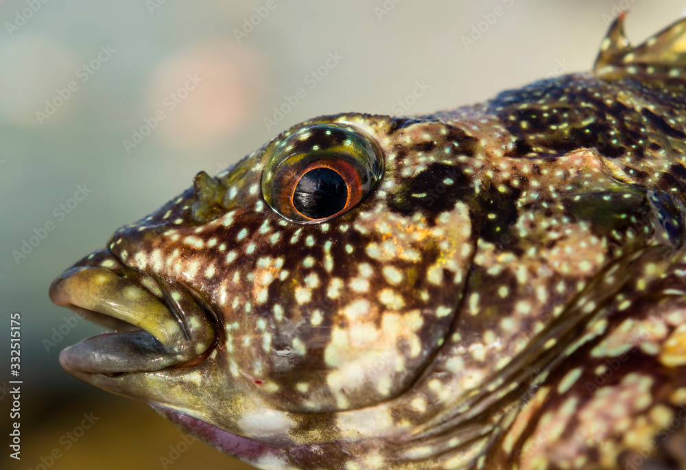 Eye of a colorful fish, Airlie Beach Australia Eye of a colorful fish, Airlie Beach Australia