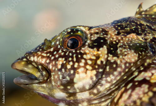 Eye of a colorful fish, Airlie Beach Australia