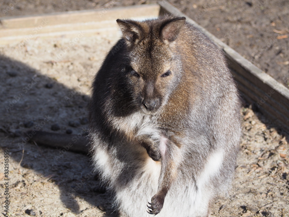 Obraz premium Känguru - Wallaby