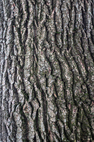 Texture of tree bark.