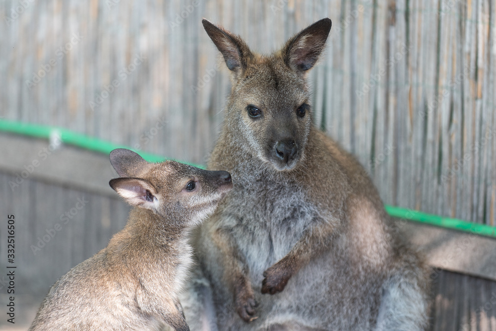 Wallaby