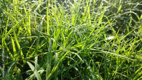 grass with water drops of dew