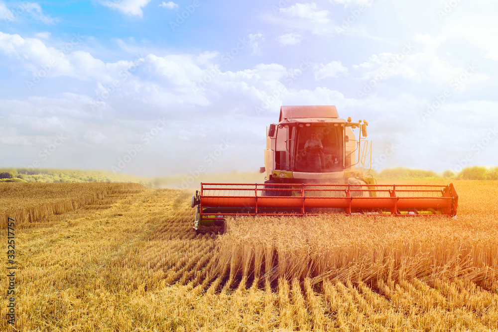 Obraz premium Against the backdrop of a sunny summer day and blue sky with clouds. Combine harvester harvesting ripe golden wheat on the field. The image of the agricultural industry