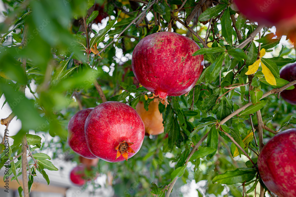 Ripe and red pomegranate fruit on tree branch. Ripe and red pomegranate fruit on tree branch.