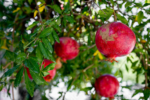Ripe and red pomegranate fruit on tree branch.