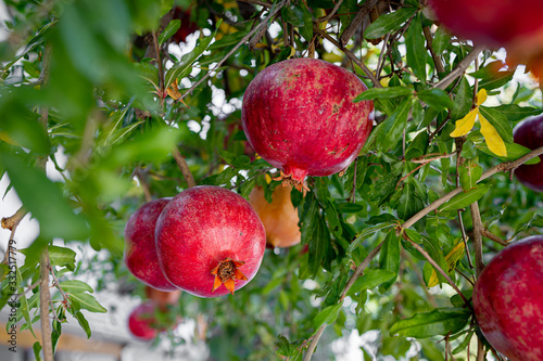 Ripe and red pomegranate fruit on tree branch.