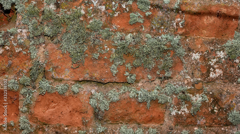 Brick wall, old masonry, moss close up