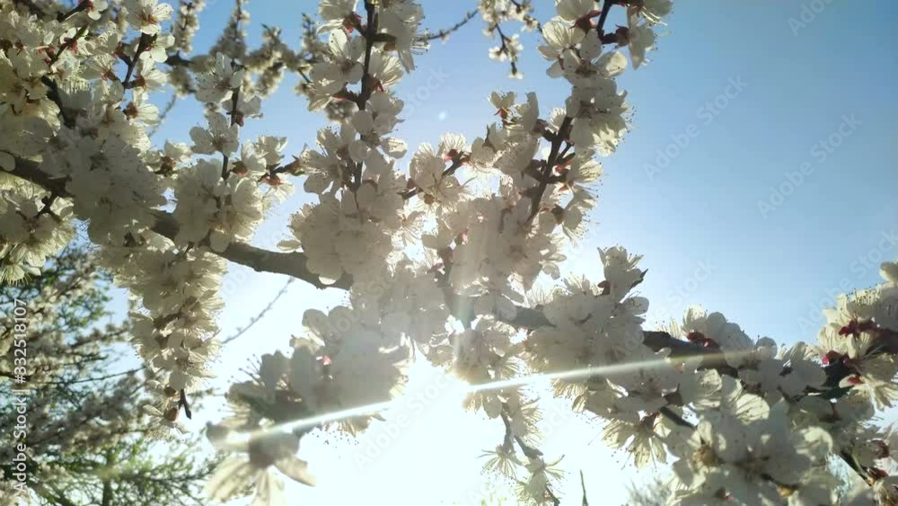 Cherry branch with flowers in spring bloom. A beautiful Japanese tree branch with cherry blossoms. A buzzing bee is enjoying the lovely pink scenery. White. Spring Flowers. Cherry. Sakura. Background. Cherry branch with flowers in spring bloom. A beautiful Japanese tree branch with cherry blossoms. A buzzing bee is enjoying the lovely pink scenery. White. Spring Flowers. Cherry. Sakura. Background.