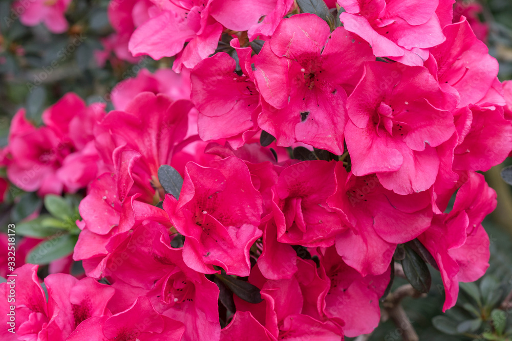 azalea blossom, red color. Flowering purple azaleas in the winter garden. Horizontal closeup image of Rhododendron. Season of flowering azaleas azalea blossom, red color. Flowering purple azaleas in the winter garden. Horizontal closeup image of Rhododendron. Season of flowering azaleas