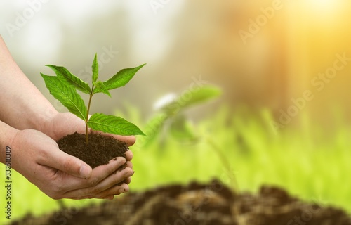 Human hands holding tree on blur nature background