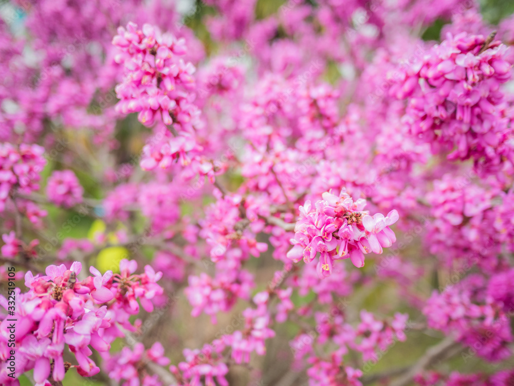 Blooming Cercis chinensis or the Chinese redbud. Natural spring background with sun shining through pink beautiful flowers. Blooming Cercis chinensis or the Chinese redbud. Natural spring background with sun shining through pink beautiful flowers.