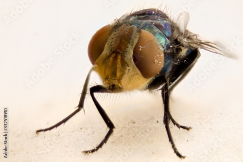 Fly on a white background © Omar