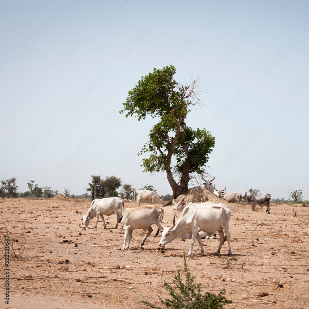 Obraz premium Vache dans désert