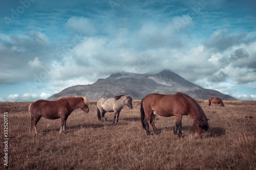 icelandic hourses in meadow with mountain