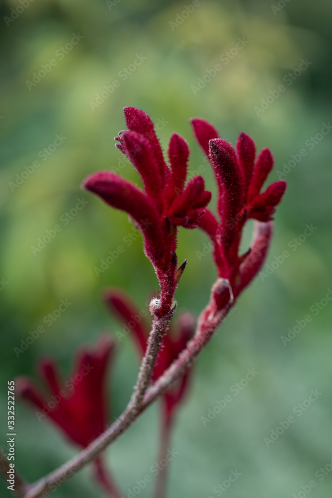 Red blooming flowers of Anigozanthos on green background Red blooming flowers of Anigozanthos on green background