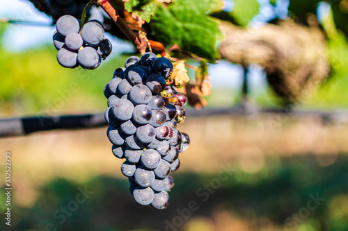 Perfect grape ready to become best wine