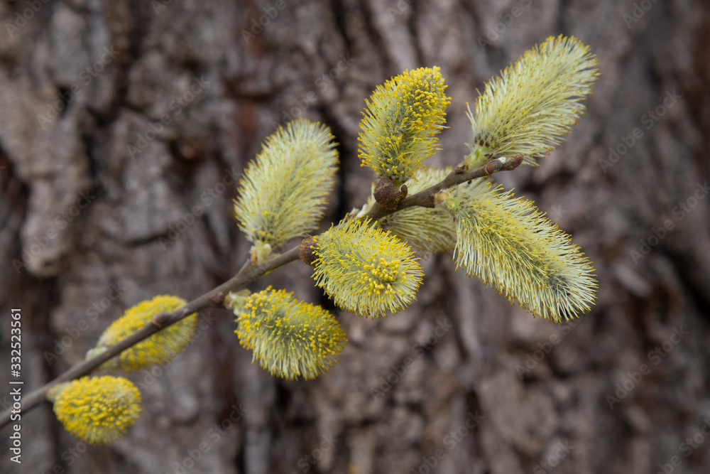 Flowering pussy-willow branch with catkins Flowering pussy-willow branch with catkins