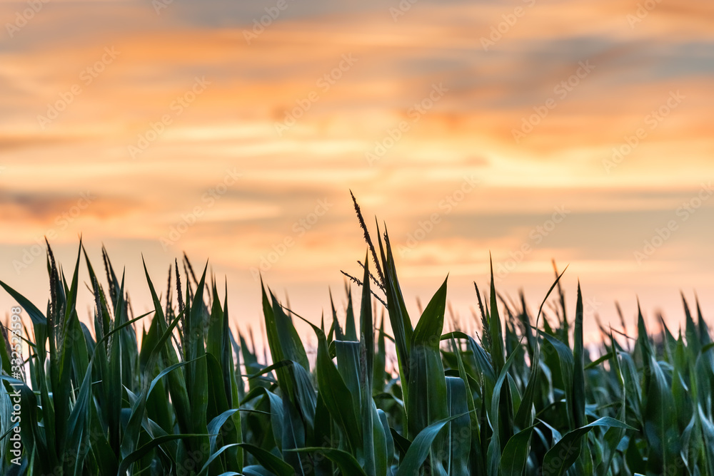 Fototapeta premium Corn field, sky in sunset colors
