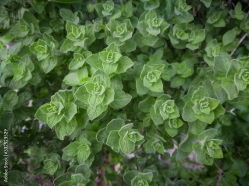 Wild oregano grows in the mountains. Raw green Oregano in field. Greek natural herb oregano. Green and fresh oregano flowers. Aromatic culinary herbs.