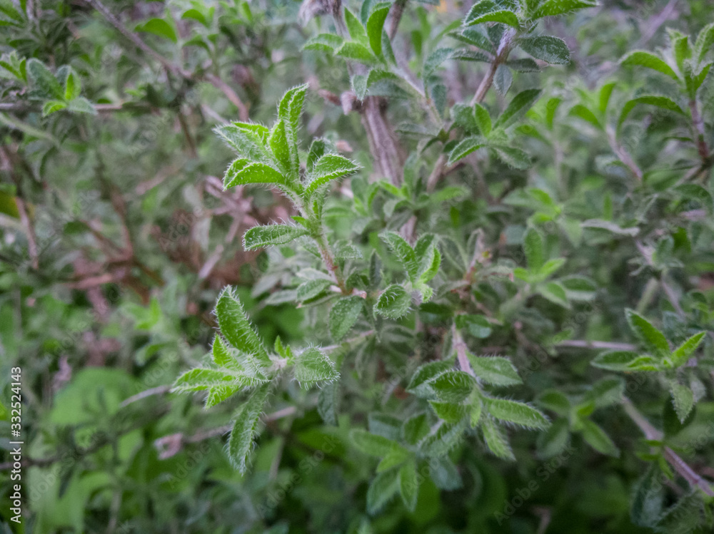 Thyme plant growing in the mountains. Organic herbs. Thyme plant close-up. Aromatic herbs. Seasoning, cooking ingredients. Greek Thyme at Crete island. Thyme plant growing in the mountains. Organic herbs. Thyme plant close-up. Aromatic herbs. Seasoning, cooking ingredients. Greek Thyme at Crete island.
