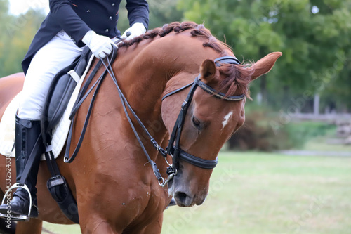 Portrait of chestnut colored dressage horse under saddle