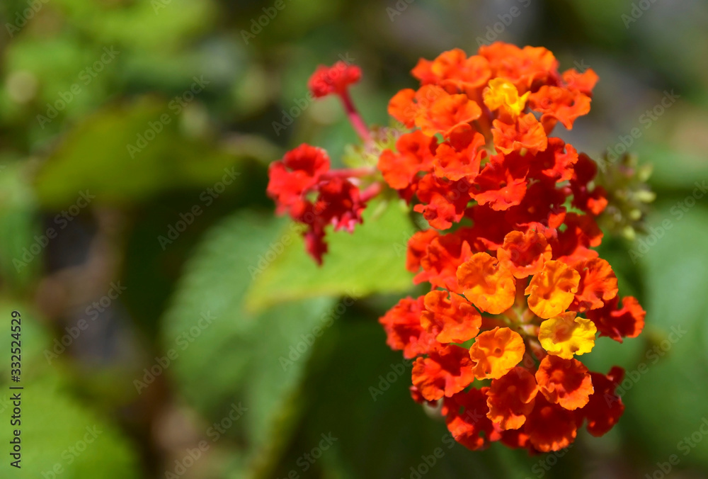 Lantana camara or Tickberry, Umbelanterna tropical flowers in the garden.Floral background with copy space.Selective focus. Lantana camara or Tickberry, Umbelanterna tropical flowers in the garden.Floral background with copy space.Selective focus.