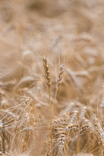 Grain field with blurry background