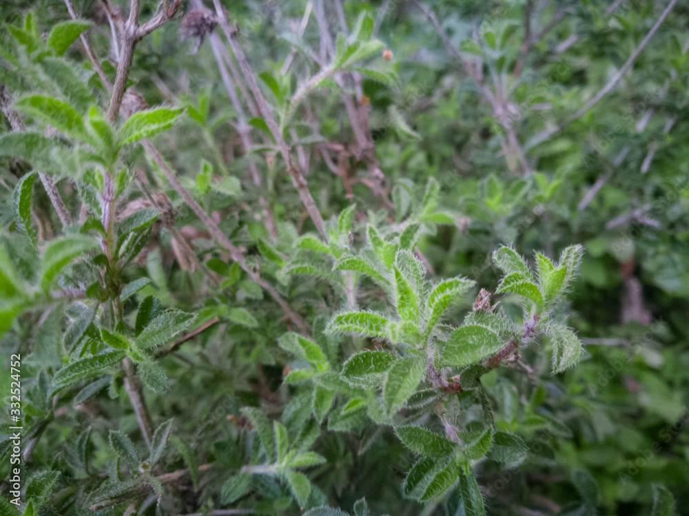 Thyme plant growing in the mountains. Organic herbs. Thyme plant close-up. Aromatic herbs. Seasoning, cooking ingredients. Greek Thyme at Crete island. Thyme plant growing in the mountains. Organic herbs. Thyme plant close-up. Aromatic herbs. Seasoning, cooking ingredients. Greek Thyme at Crete island.