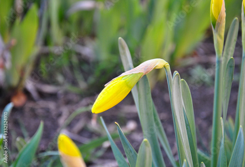  bud of daffodil spring. blurred background