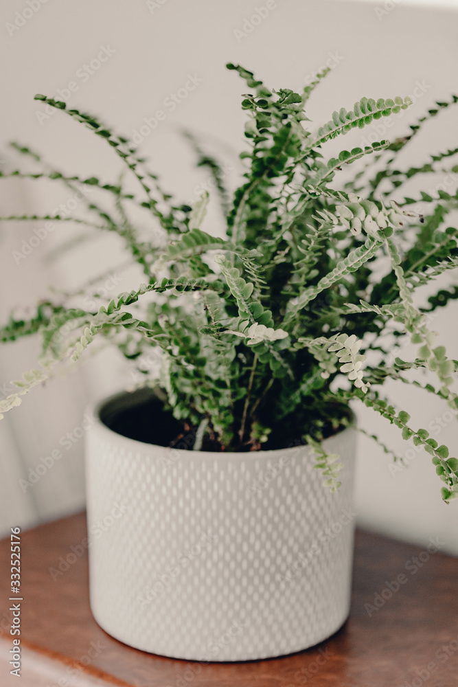 Fototapeta premium Home plants in ceramic pots. Home jungles. Refresh the air. Green life. White ceramic pot. Home interior design. White and brown colors. Humidifier in the living room. Fresh air in apartment.