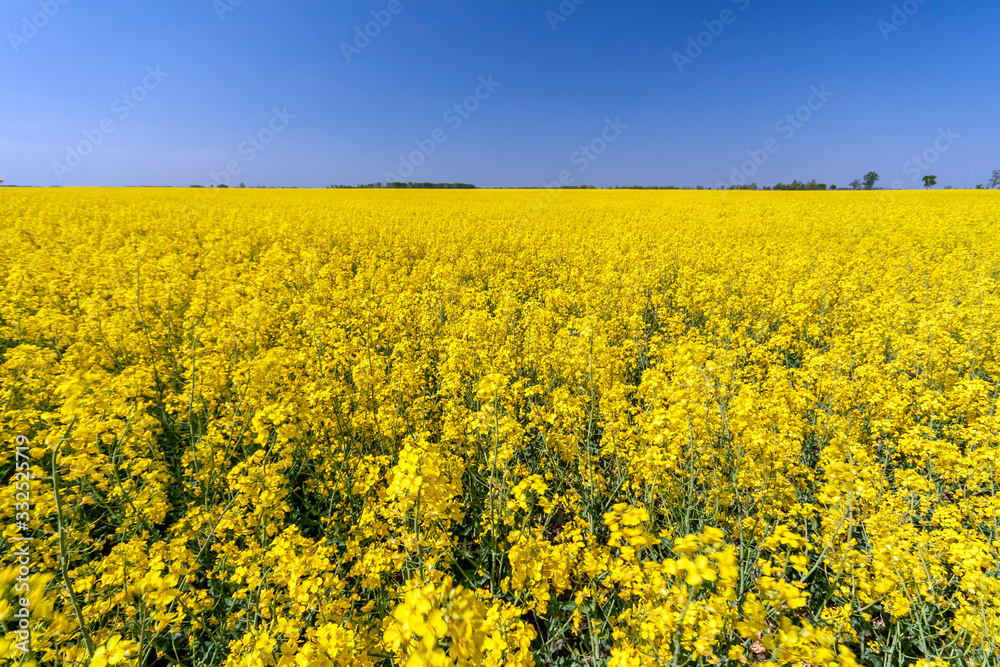 Golden field of flowering rapeseed with blue sky Golden field of flowering rapeseed with blue sky