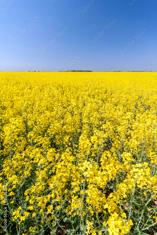 Golden field of flowering rapeseed with blue sky Golden field of flowering rapeseed with blue sky
