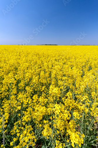 Golden field of flowering rapeseed with blue sky
