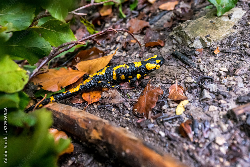 salamandra in her natural habitat