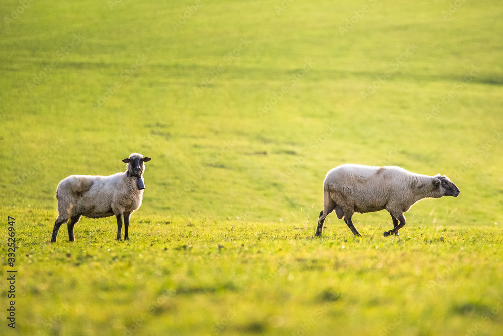 sheep on green meadow during morning light sheep on green meadow during morning light