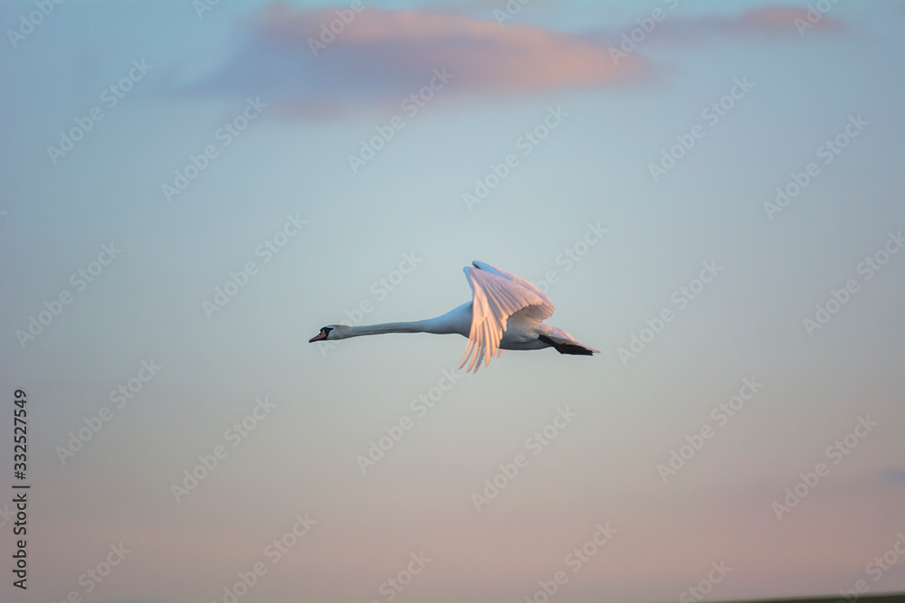 Obraz premium Big swan in the fly