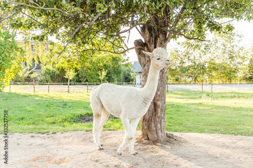 Cute alpaca with funny face relaxing on ranch in summer day. Domestic alpacas grazing on pasture in natural eco farm countryside background. Animal care and ecological farming concept