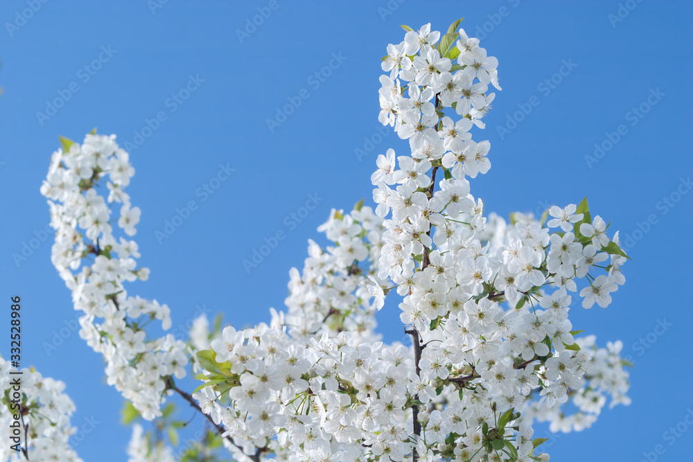 White tender flowers blossom on the branches of a cherry tree. Delicate signs springtime close-up.