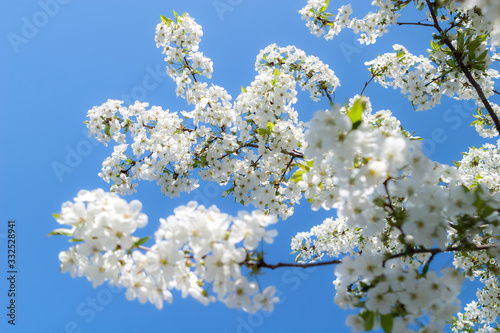 White tender flowers blossom on the branches of a cherry tree. Delicate signs springtime close-up.