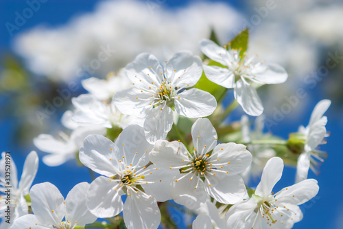 White tender flowers blossom on the branches of a cherry tree. Delicate signs springtime close-up.