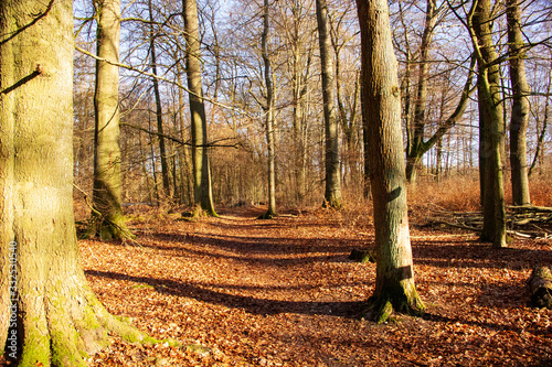 Fototapeta Forest path in the Sababurg primeval forest with numerous beeches and oaks on a