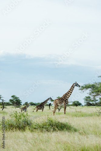 Jirafa giraffa safari africa serengeti