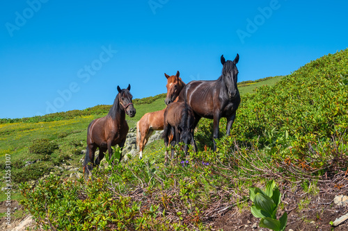 Brown horses graze in the mountains.