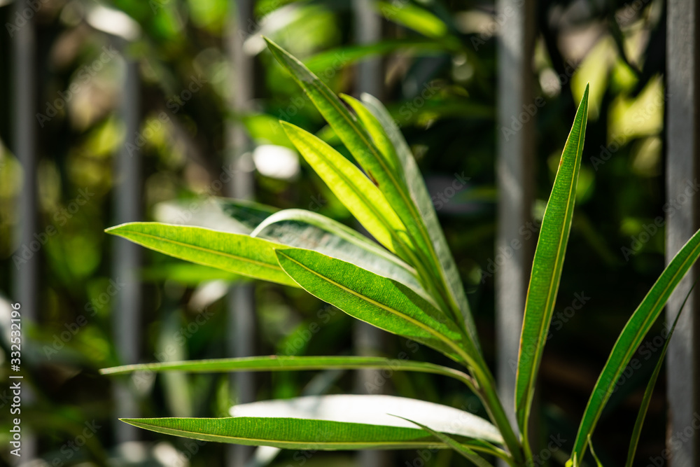 Spring Plants Spring Plants