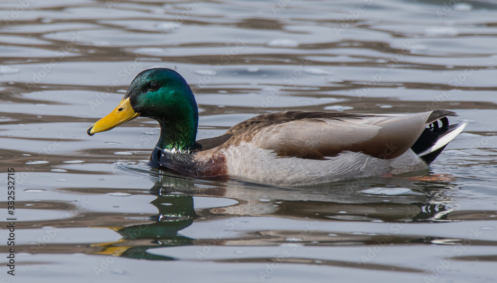 duck in water duck in water
