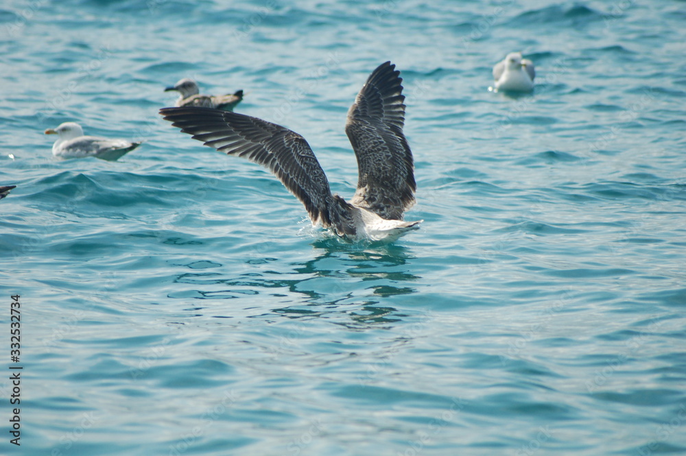 Fototapeta premium beautiful seagulls fly and play on the shabby sea during the summer season