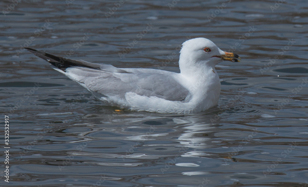 gull on the water