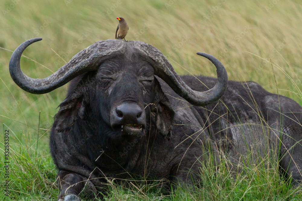 Small bird sits on top of a Cape Buffalo's head while he rests and eats grass Small bird sits on top of a Cape Buffalo's head while he rests and eats grass