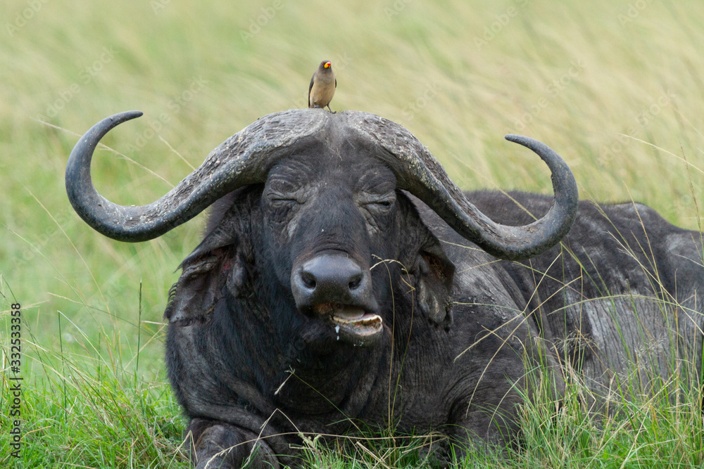 Small bird sits on top of a Cape Buffalo's head while he rests and eats grass Small bird sits on top of a Cape Buffalo's head while he rests and eats grass